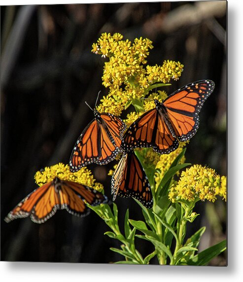 Butterflies Metal Print featuring the photograph Royal Gathering by Cathy Kovarik