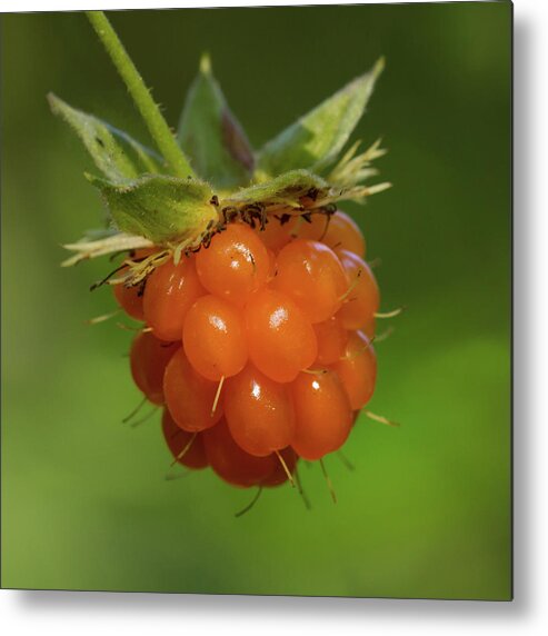 Salmonberry Metal Print featuring the photograph Salmonberry by Paul Rebmann
