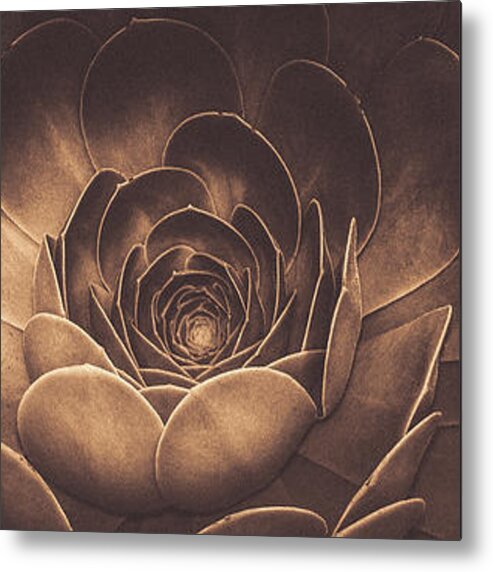 Echeveria Metal Print featuring the photograph Santa Barbara Succulent#11 by Jennifer Wright