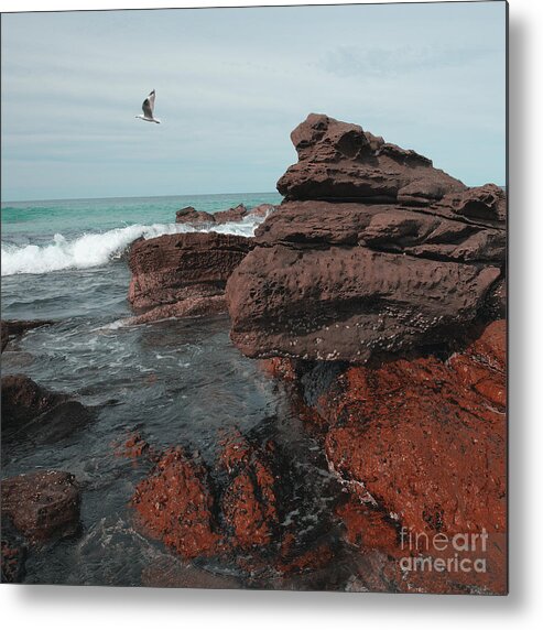 Seagull Metal Print featuring the photograph Seagull 3 by Russell Brown