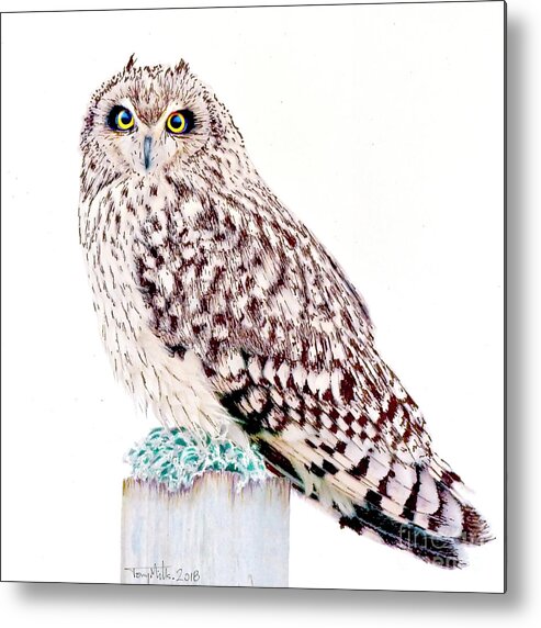 Short-eared Owl Metal Print featuring the mixed media Short-eared Owl, mixed media. by Tony Mills