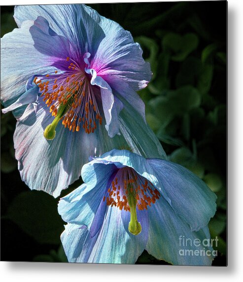 Conservatories Metal Print featuring the photograph Silk Poppies by Marilyn Cornwell