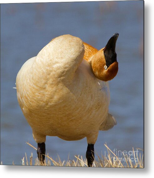 Swan Metal Print featuring the photograph Sleepy Swan by Yvonne M Smith