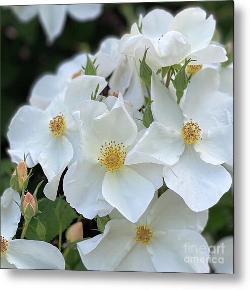 White Metal Print featuring the photograph Soft Whites by Wendy Golden