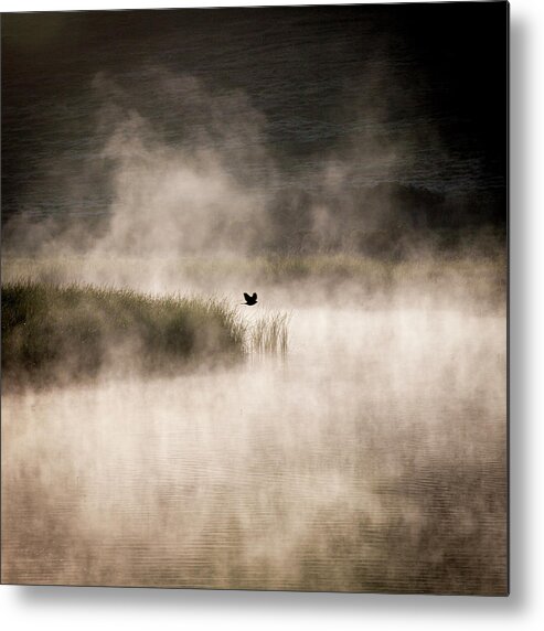 Solo Bird Metal Print featuring the photograph Solo bird, morning mist by Donald Kinney