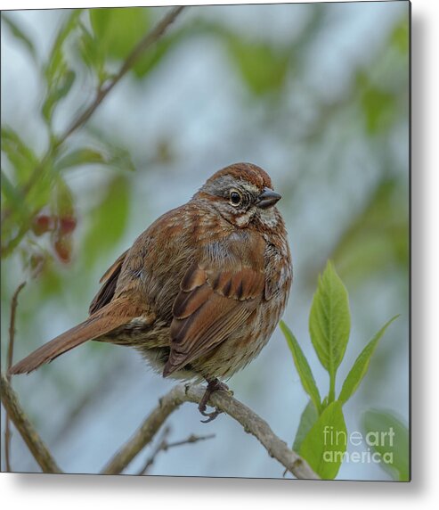 Melospiza Melodia Metal Print featuring the photograph Song Sparrow Watches over the Riverbank by Nancy Gleason
