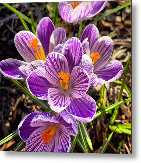 Crocus Metal Print featuring the photograph Spring Crocus by Brian Eberly