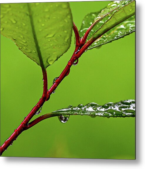Spring Metal Print featuring the photograph Spring Rain by Kevin Suttlehan