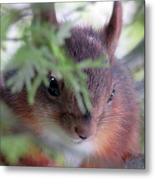 Squirrel Metal Print featuring the photograph Squirrels Are Cute by Johanna Hurmerinta