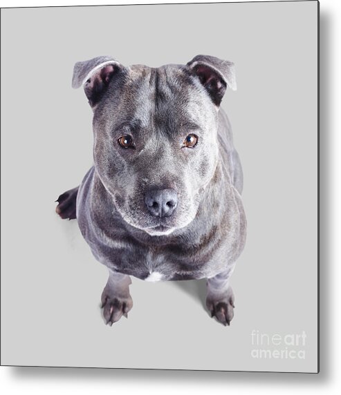 Dog Metal Print featuring the photograph Staffordshire Bull Terrier by Jorgo Photography