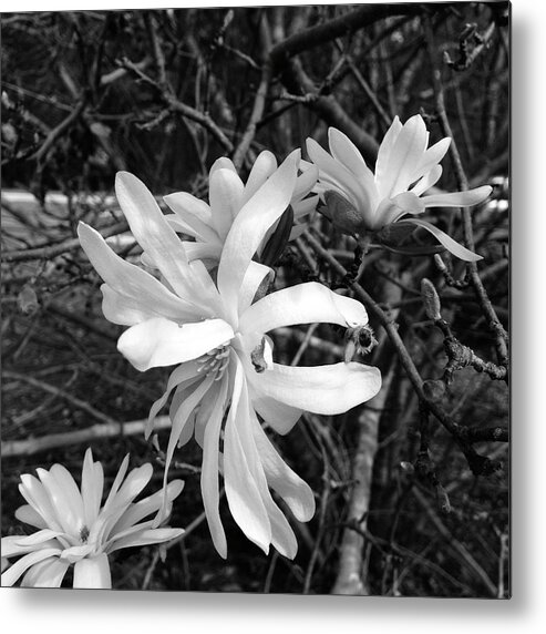  Metal Print featuring the photograph Star Magnolia by Heather E Harman