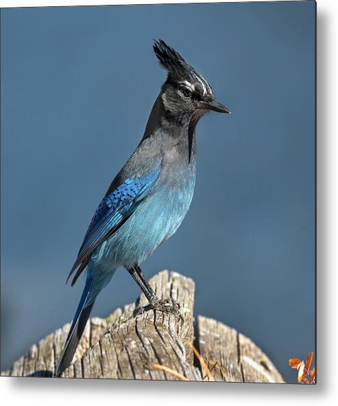 Blue Jay Metal Print featuring the photograph Steller's Jay by Mark Langford