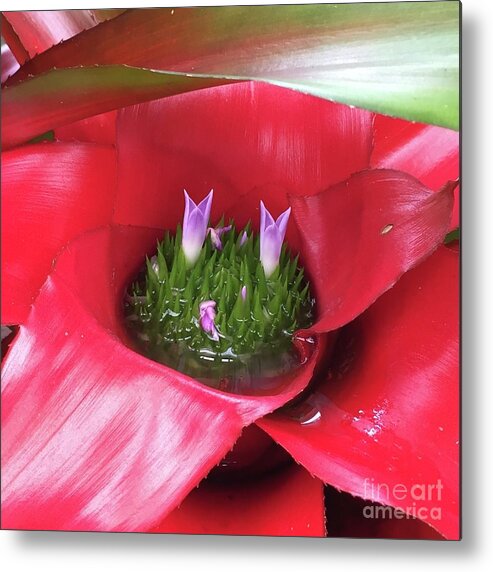 Succulents Metal Print featuring the photograph Strange Bloom by Wendy Golden