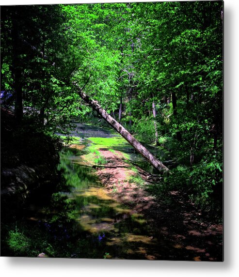 Forest Metal Print featuring the photograph Stream Through the Woods by George Taylor