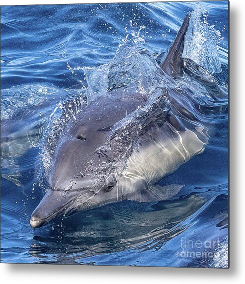 Bottlenose Dolphin Metal Print featuring the photograph Streamlined Bottlenose Dolphin by Loriannah Hespe