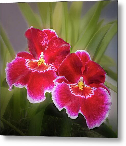 Pansy Orchid Metal Print featuring the photograph Striking Pansy Orchids by Elvira Peretsman