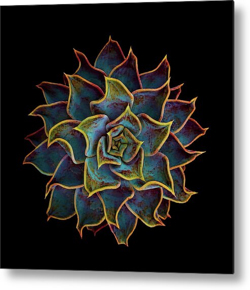 Succulent Metal Print featuring the digital art Succulents 002 by Brian Davis