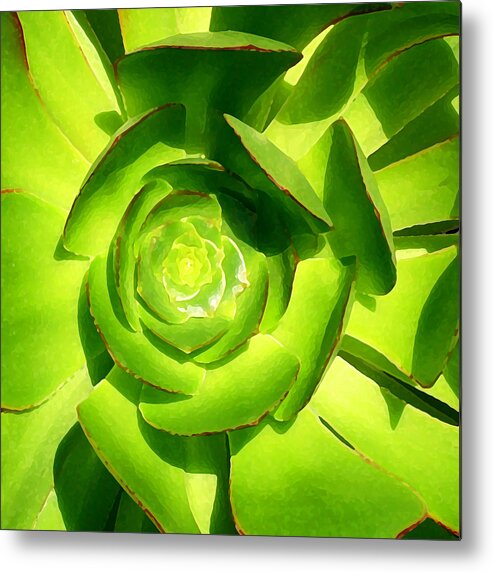 Succulent Metal Print featuring the photograph Succulent Square Close Up 5 by Amy Vangsgard