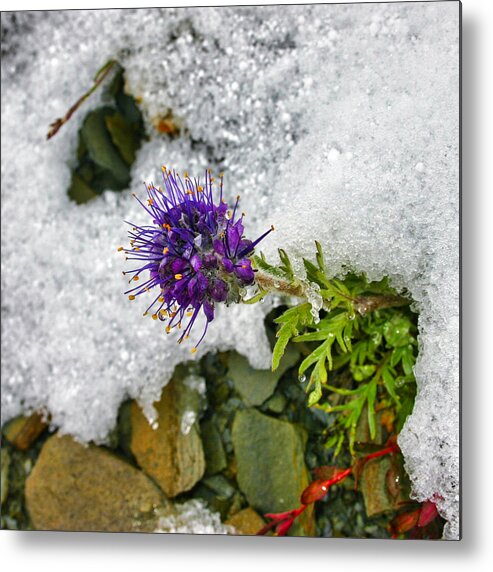 Summer Snow Clover Metal Print featuring the photograph Summer Snow Clover by Gene Taylor