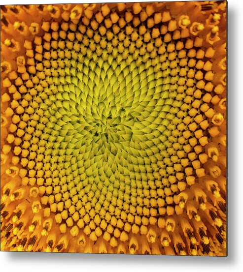 Pattern Metal Print featuring the photograph Sunflower Abstract by Phil And Karen Rispin