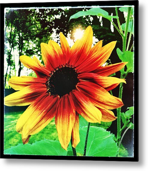 Sunflower Metal Print featuring the photograph Sunflower by Robert Dann