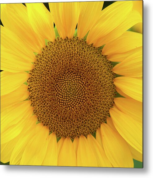 Sunflower Metal Print featuring the photograph Sunflower_6990 by Rocco Leone