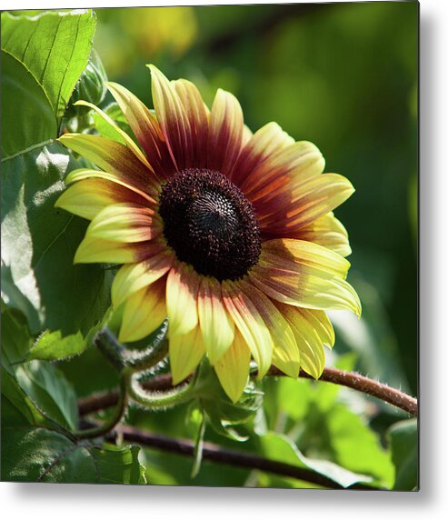 Sunflower Metal Print featuring the photograph Sunflower_7156 by Rocco Leone