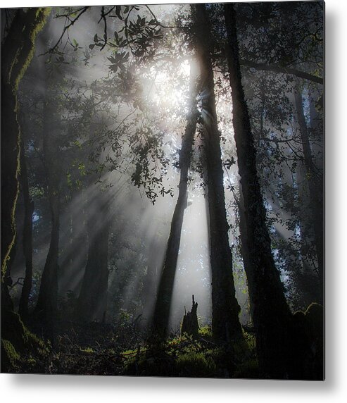 Sunlight Metal Print featuring the photograph Sunlight in the forest by Donald Kinney