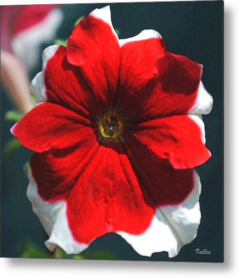 Petunia Metal Print featuring the painting Sunlit Petunia by Vallee Johnson