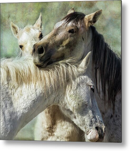 Wild Horses Metal Print featuring the photograph Surrounded by Love by Belinda Greb
