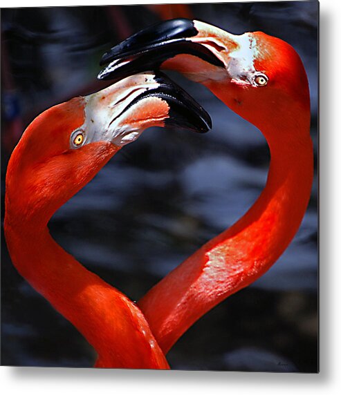 Donna Proctor Metal Print featuring the photograph Tangled In Love by Donna Proctor