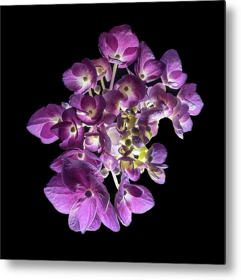 Bigleaf Hydrangea Metal Print featuring the photograph Finale in Purple by Kevin Suttlehan