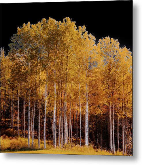 David Patterson Metal Print featuring the photograph The Birch Trees by David Patterson