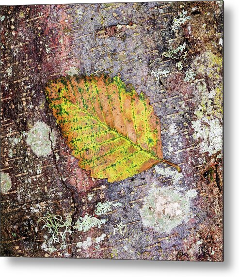Leaf Metal Print featuring the photograph The First Leaf to Fall by Bud Simpson