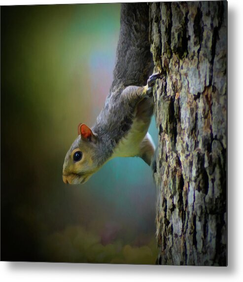 Gray Squirrel Metal Print featuring the mixed media The Lookout by Kathy Kelly