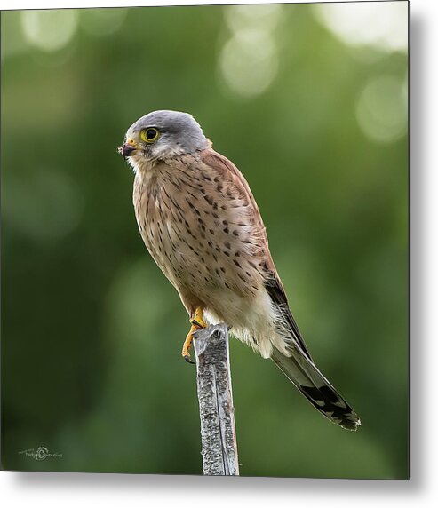Kestrel Metal Print featuring the photograph The male Kestrel hunting on top of a round pole by Torbjorn Swenelius
