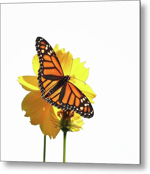 Monarch Butterfly Metal Print featuring the photograph The Monarch Butterfly by Scott Cameron