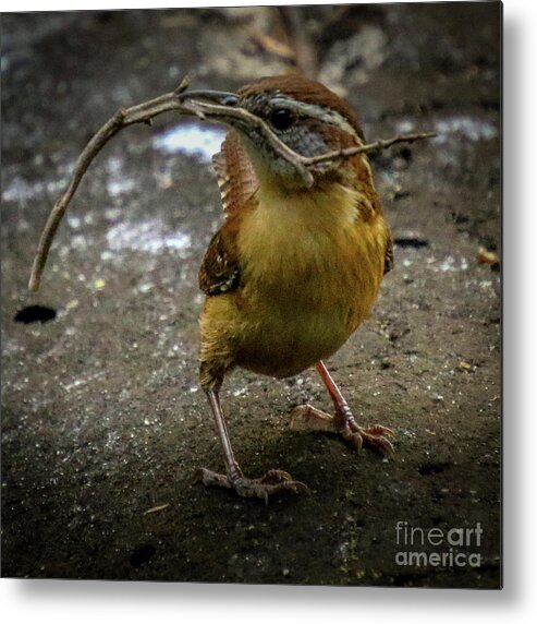 Wren Metal Print featuring the photograph The Wren Is A Family Wren by Philip And Robbie Bracco