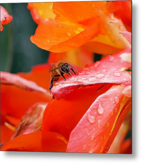 Bee Metal Print featuring the photograph Thirsty Bee by Shirley Dutchkowski