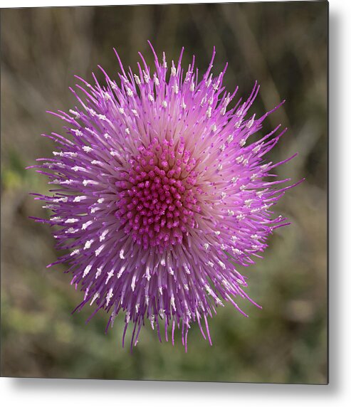 Tom Daniel Metal Print featuring the photograph Thistle Bloom by Tom Daniel