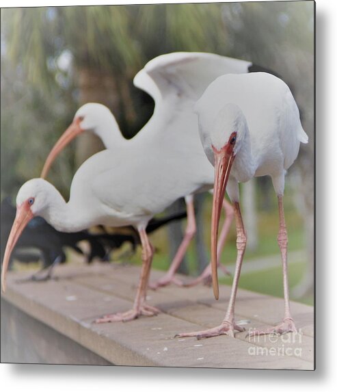Three Metal Print featuring the photograph Three Contemplating Ibis Birds by Philip And Robbie Bracco