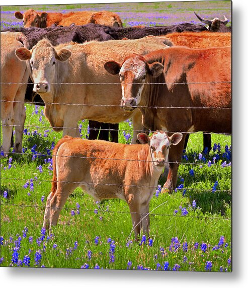 Texas Bluebonnets Metal Print featuring the photograph Totally Texas - Cow calf Bluebonnets - Wildflowers Landscape by Jon Holiday