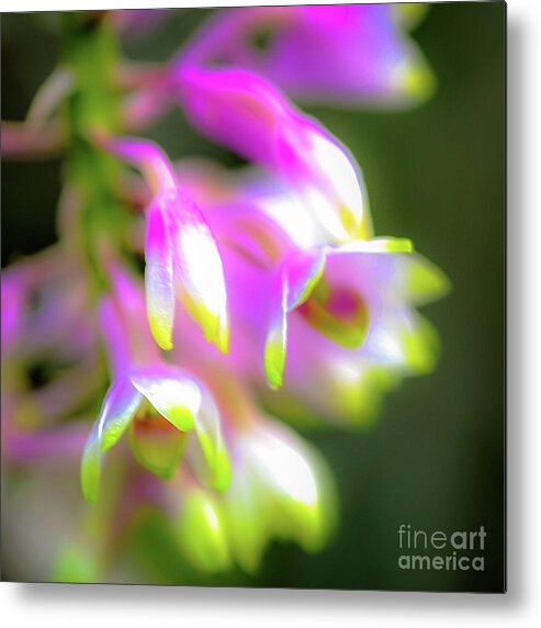 Tropic Metal Print featuring the photograph Tropic Orchid Garden by D Davila