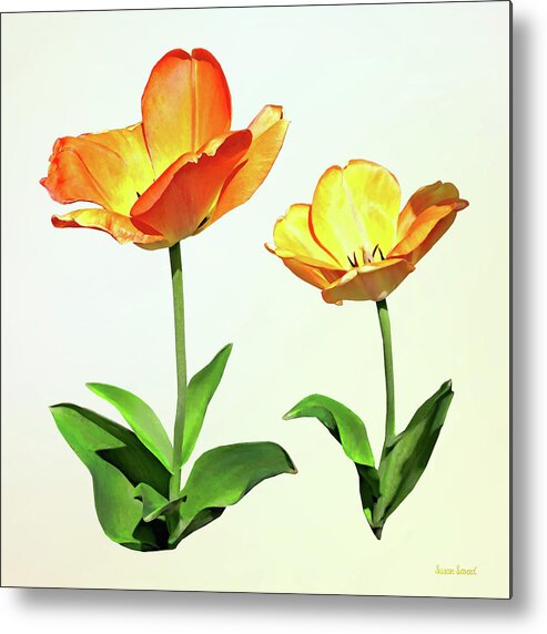 Tulip Metal Print featuring the photograph Tulips Tall and Short by Susan Savad