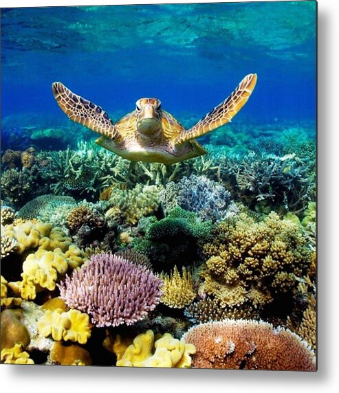 Photo Metal Print featuring the photograph Turtle Gliding Over Great Barrier Reef by World Art Collective