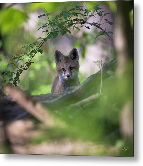 Red Fox Metal Print featuring the photograph Under The Arc by Everet Regal