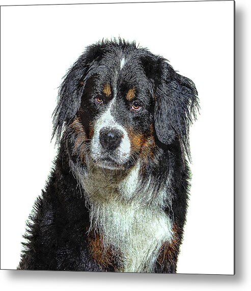 Bernese Mountain Metal Print featuring the painting Very Smart Good Looker, Bernese Mountain Dog by Custom Pet Portrait Art Studio