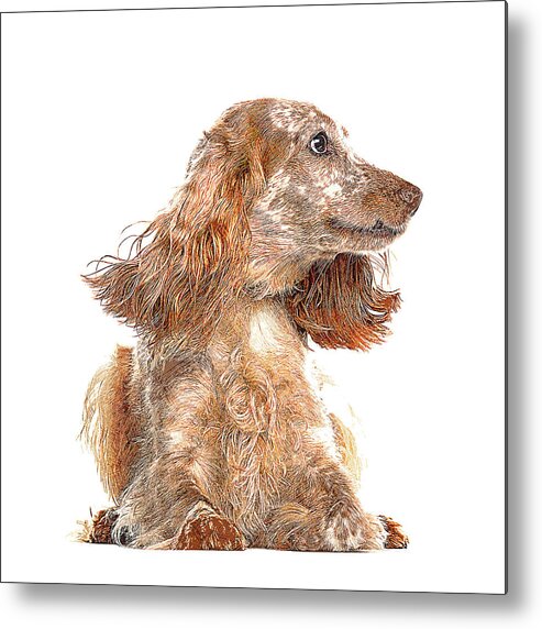English Metal Print featuring the painting Very Smart Good Looker, English Cocker Spaniel Dog by Custom Pet Portrait Art Studio