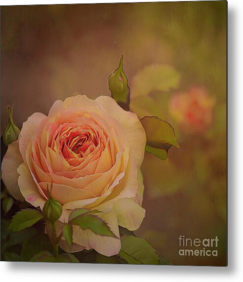 Rose Metal Print featuring the photograph Victorian Rose II by Shelia Hunt