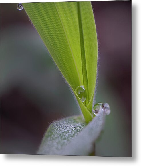 Water Metal Print featuring the photograph Water Drop On Grass by Karen Rispin